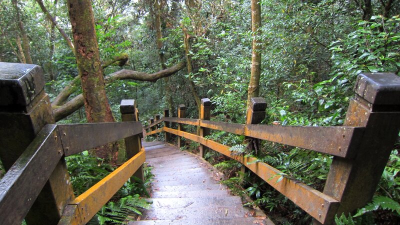 Wooden Stairs in Forest — Green, Serene, Photograph