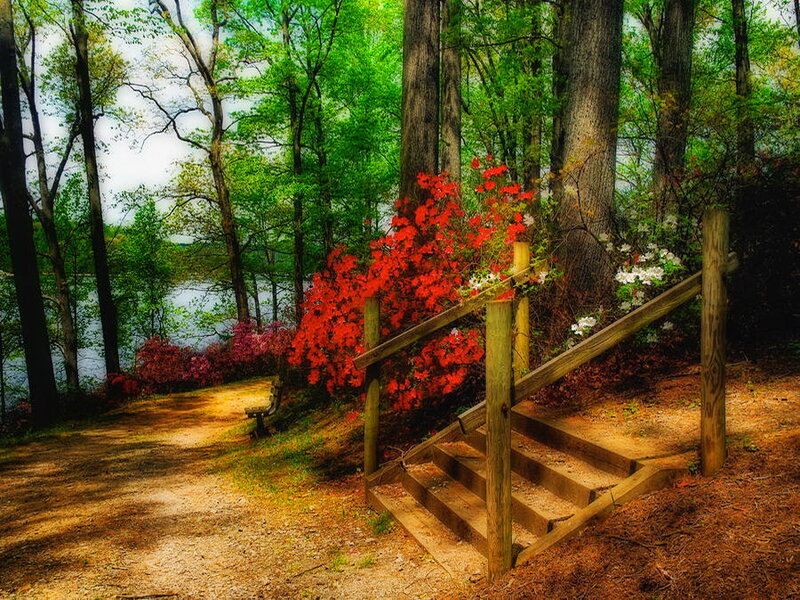 Wooden Stairs in Forest — Green, Serene, Spring
