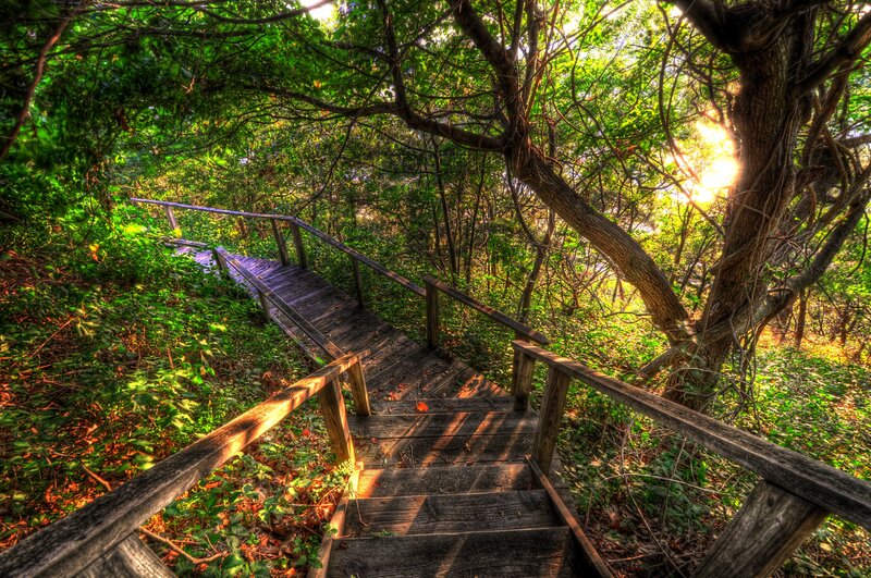 Wooden Stairs in Forest — Green, Serene