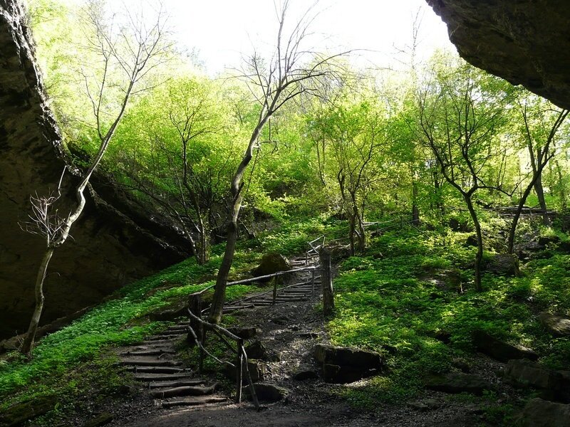 Wooden Stairs in Forest — Green