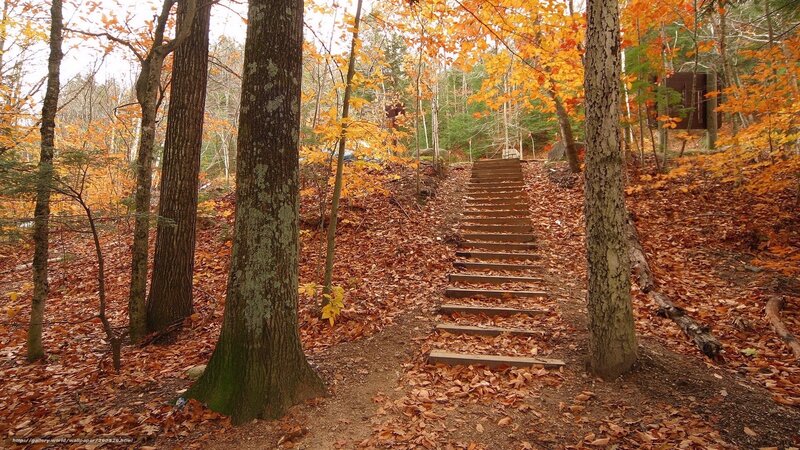 Wooden Stairs in Forest — Orange, Serene, Autumn, Photograph, Trees, Fallen Leaves