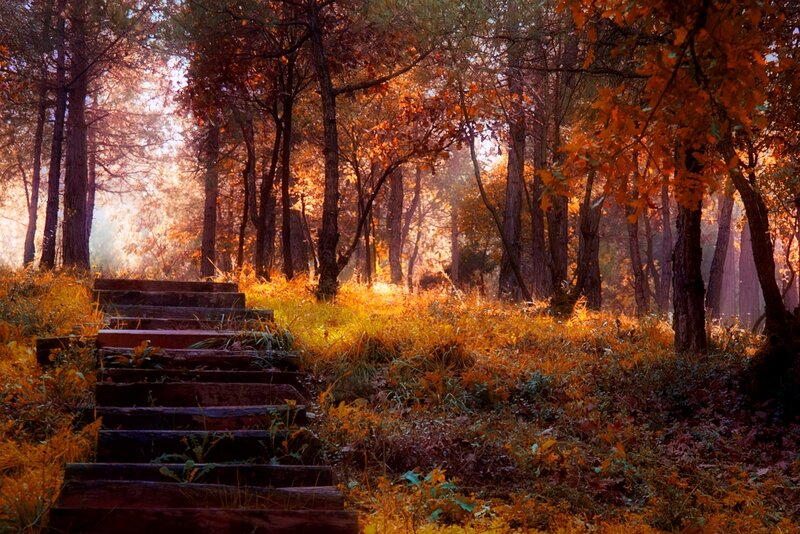 Wooden Stairs in Forest — Orange, Serene