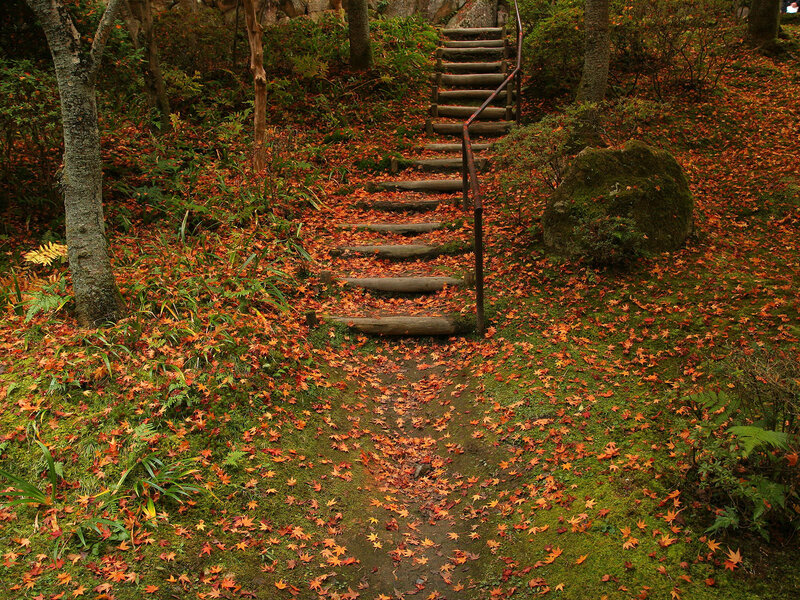 Wooden Stairs in Forest — Orange