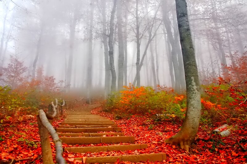 Wooden Stairs in Forest — Red, Misty