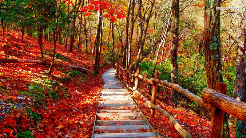 Wooden Stairs in Forest — Red, Serene