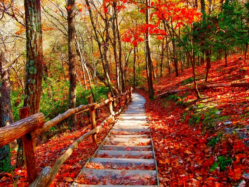 Wooden Stairs in Forest — Red
