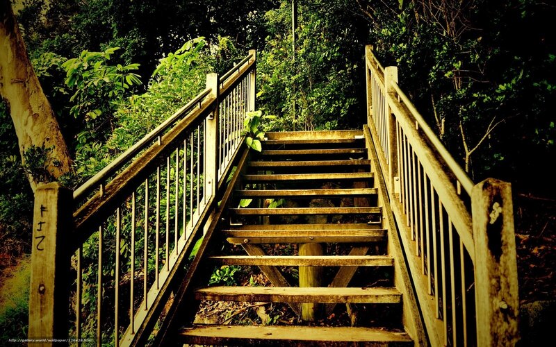 Wooden stairs in forest