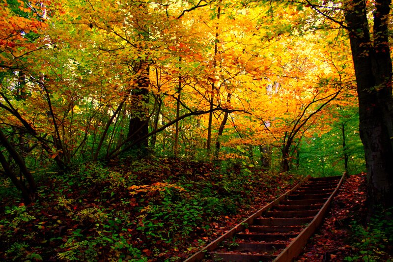 Wooden Stairs in Forest — Yellow, Serene