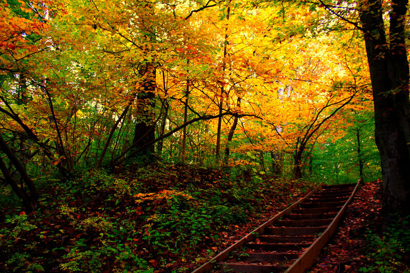 Wooden Stairs in Forest — Yellow