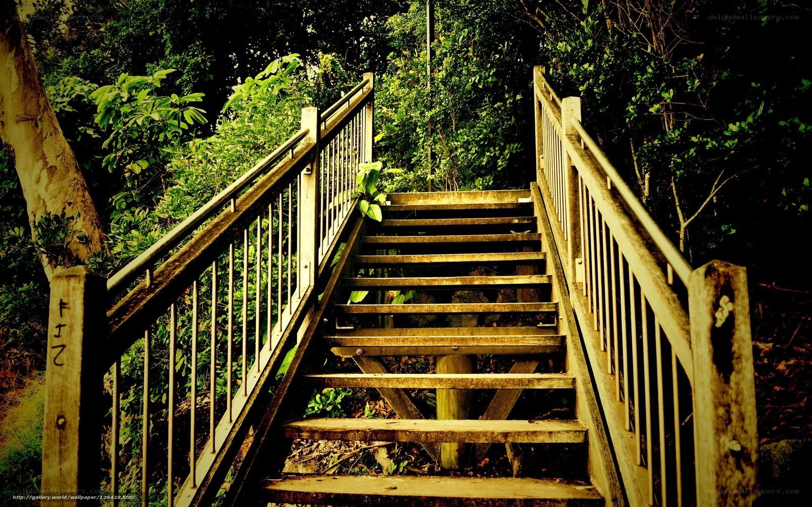 Wooden stairs in forest
