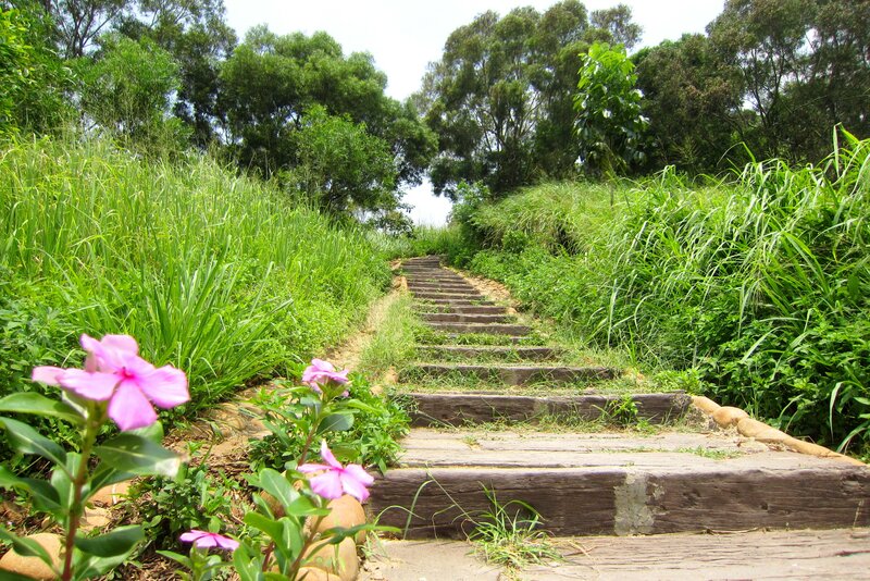 Wooden Stairs in Garden