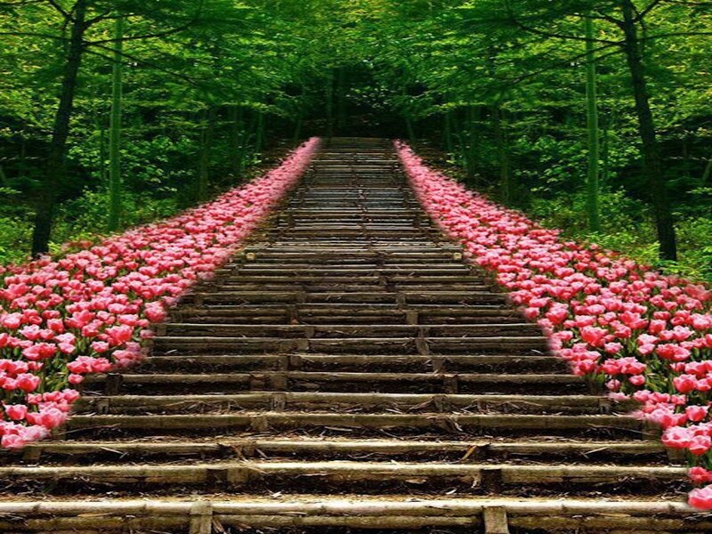 Wooden Stairs with Tulips
