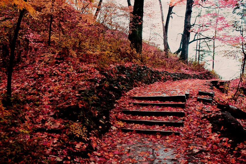 Wooden Steps in Autumn Forest