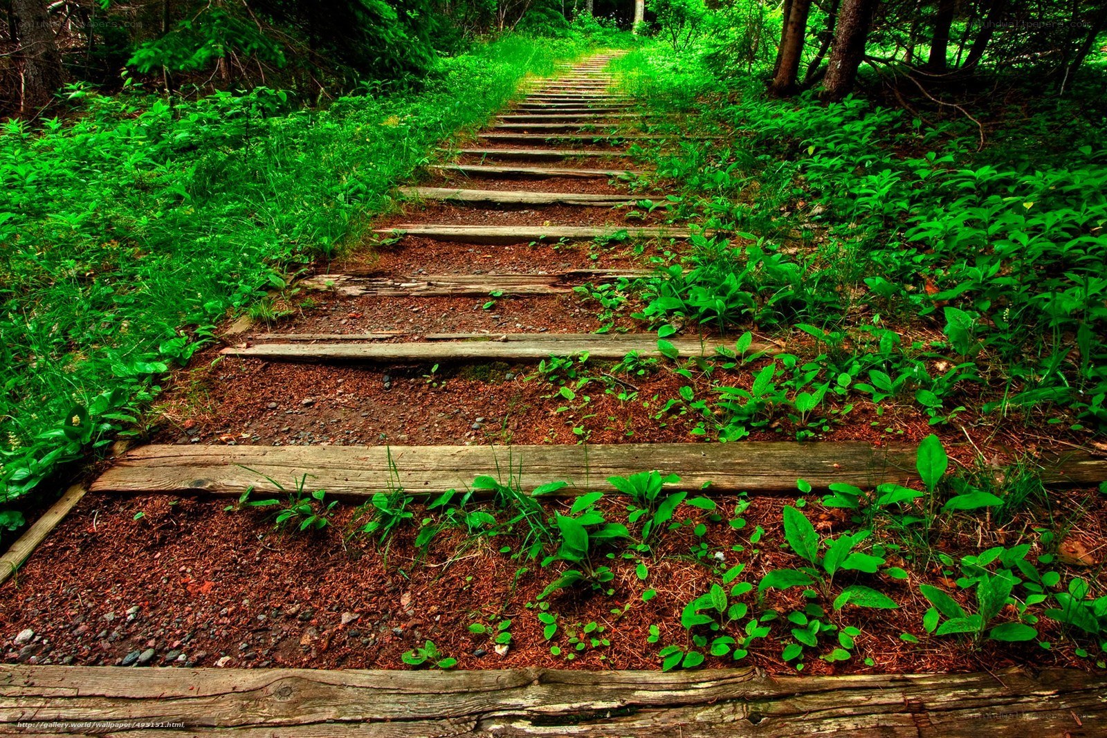 Wooden steps in forest