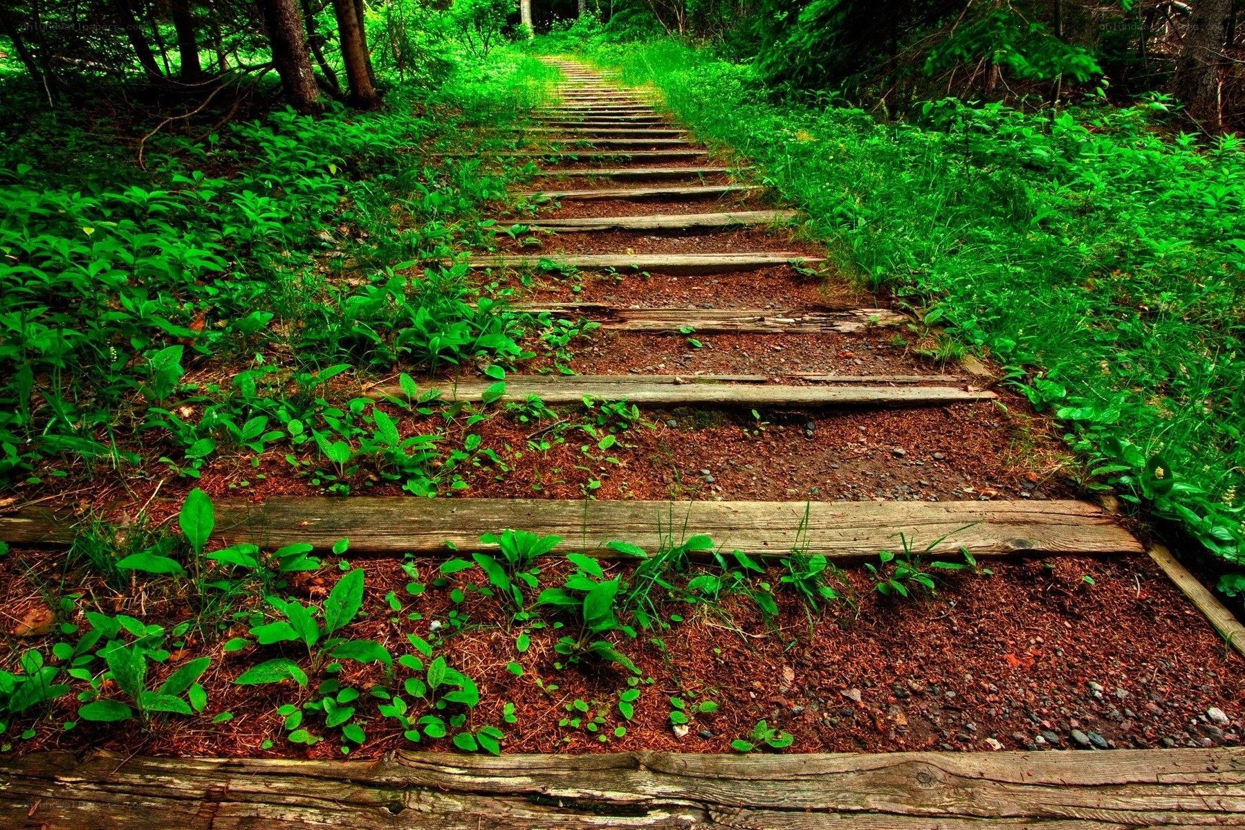 Wooden steps in forest