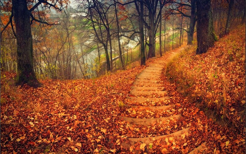Wooden Steps in Forest — Brown