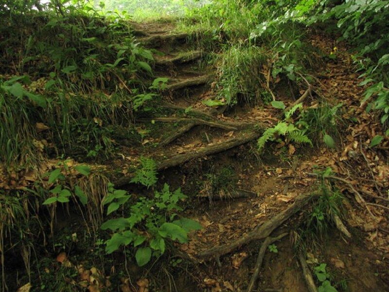 Wooden Steps in Forest — Green, Natural