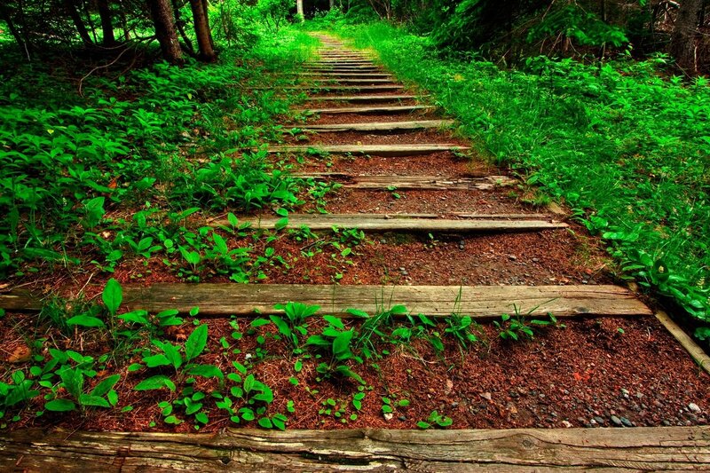 Wooden Steps in Forest — Green, Serene, Afternoon, Photograph, Plants