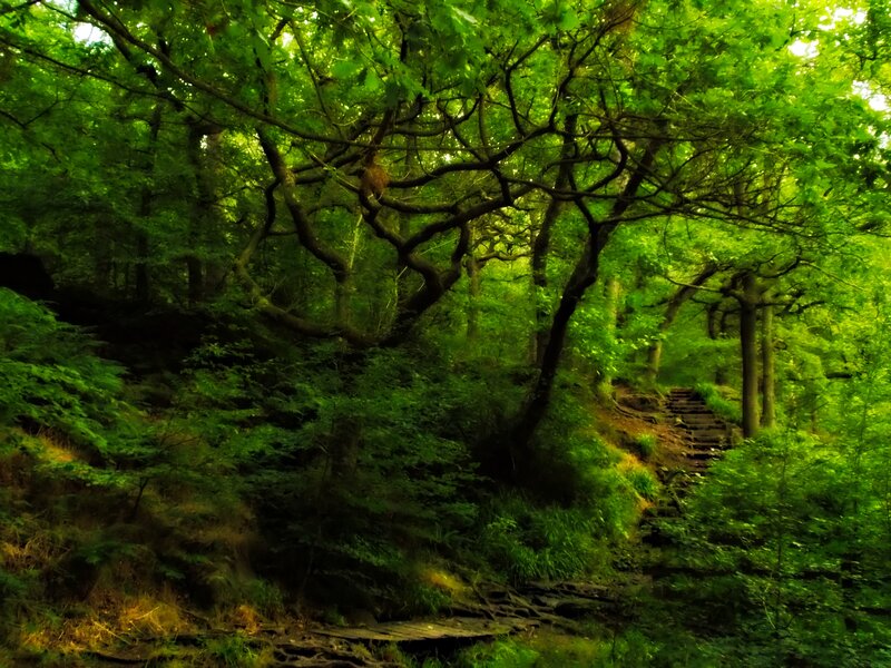 Wooden Steps in Forest — Green, Serene, Afternoon, Photograph