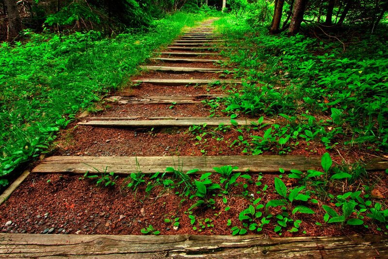 Wooden Steps in Forest — Green, Serene, Afternoon, Photograph, Trees, Plants, Path