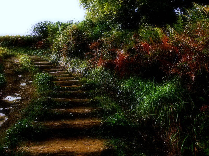 Wooden Steps in Forest — Green, Serene, Afternoon