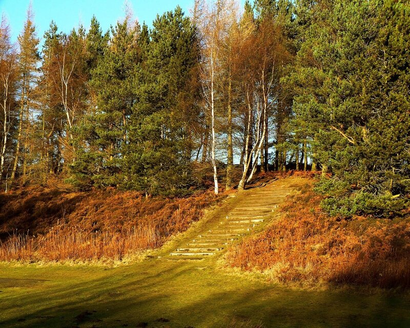 Wooden Steps in Forest — Green, Serene, Autumn, Photograph
