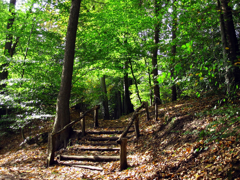Wooden Steps in Forest — Green, Serene, Autumn