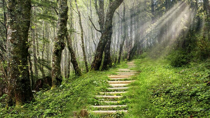 Wooden Steps in Forest — Green, Serene, Morning