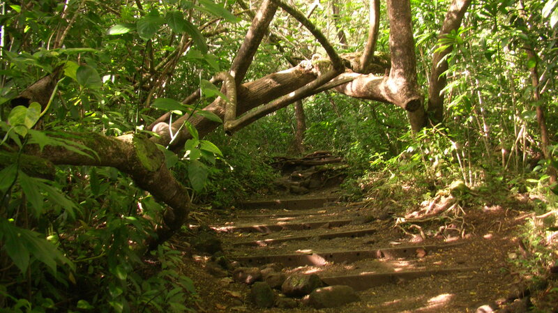 Wooden Steps in Forest — Green, Serene