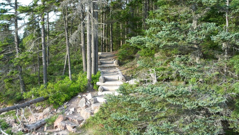 Wooden Steps in Forest — Green