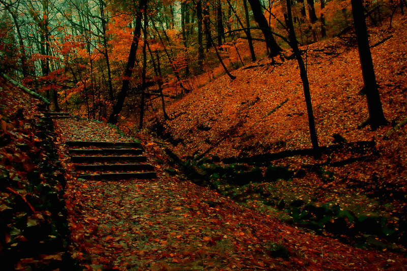 Wooden Steps in Forest — Orange