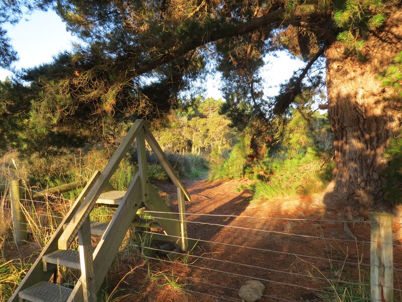 Wooden steps in forest path