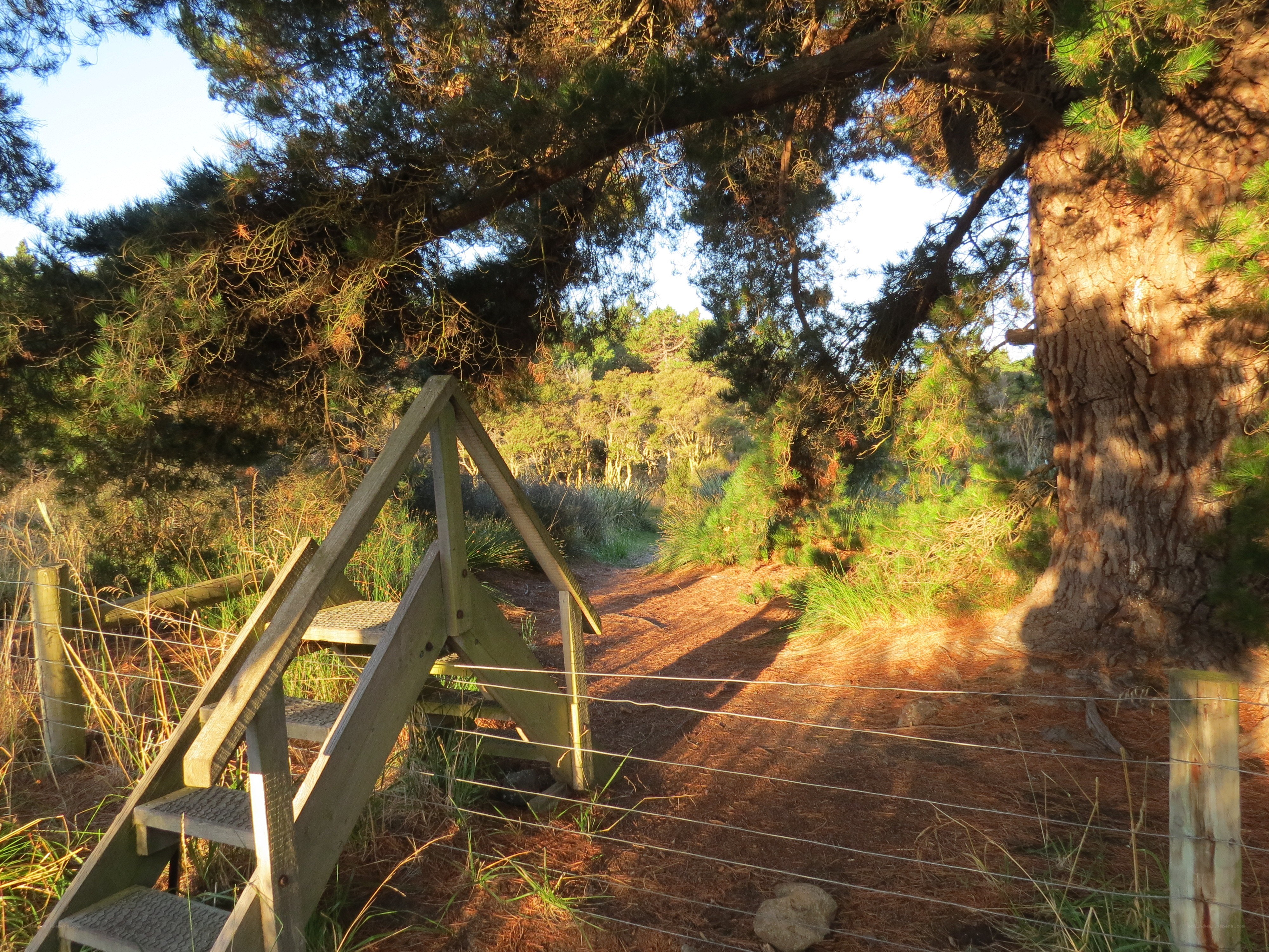 Wooden steps in forest path