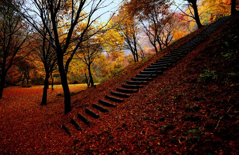 Wooden Steps in Forest — Red