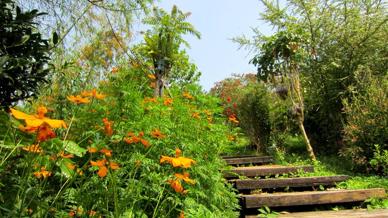 Wooden Steps in Garden — Green