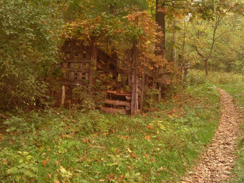 Wooden Structure in Forest