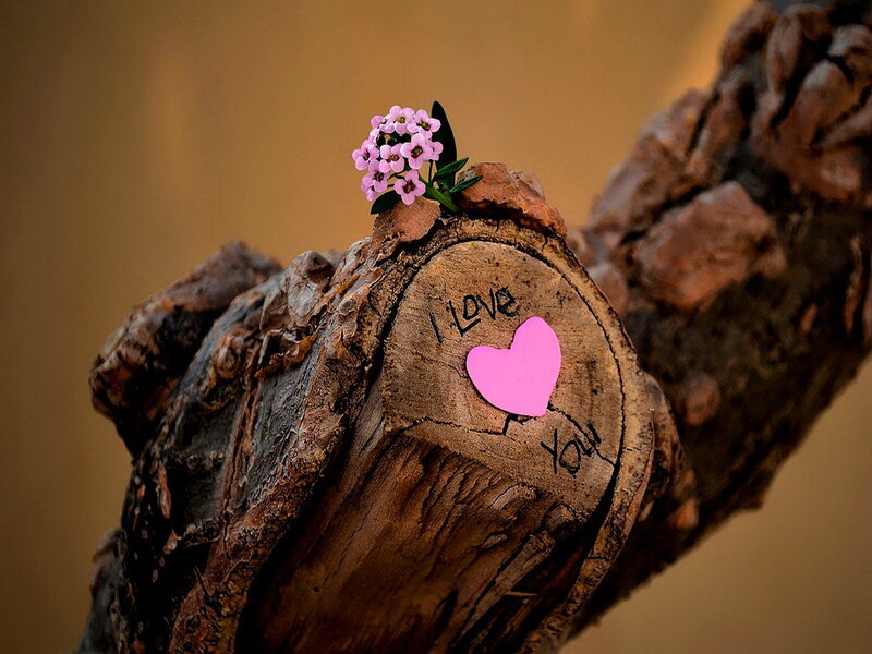 Wooden Stump with Flower