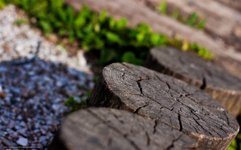 Wooden Stumps in Garden — Brown