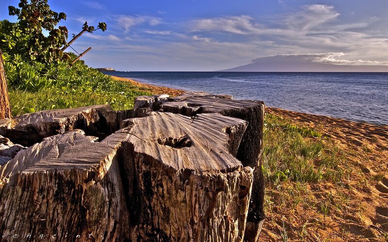 wooden stumps on a beach
