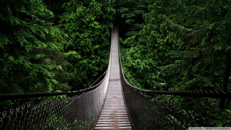 Wooden Suspension Bridge — Green, Serene, Photograph, Forest, Trees