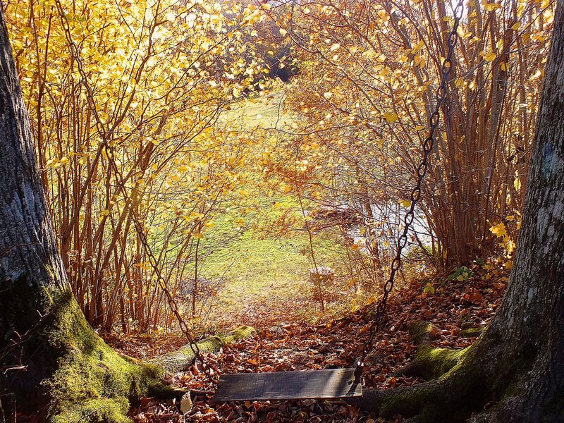 Wooden Swing in Forest — Yellow