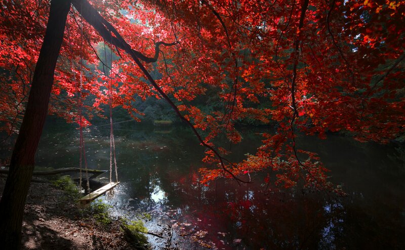 Wooden Swing over Pond