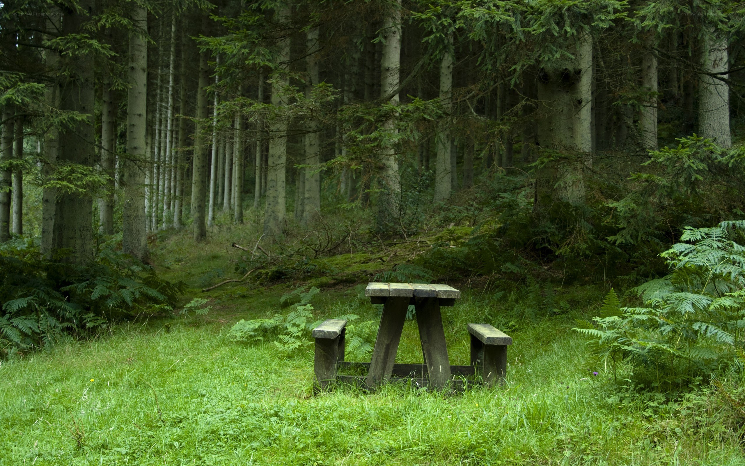 Wooden table in forest clearing