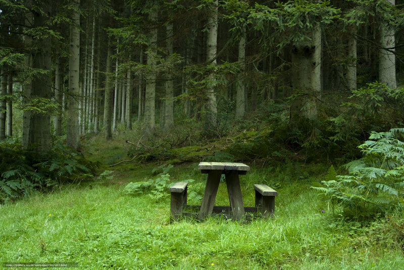 Wooden table in forest clearing