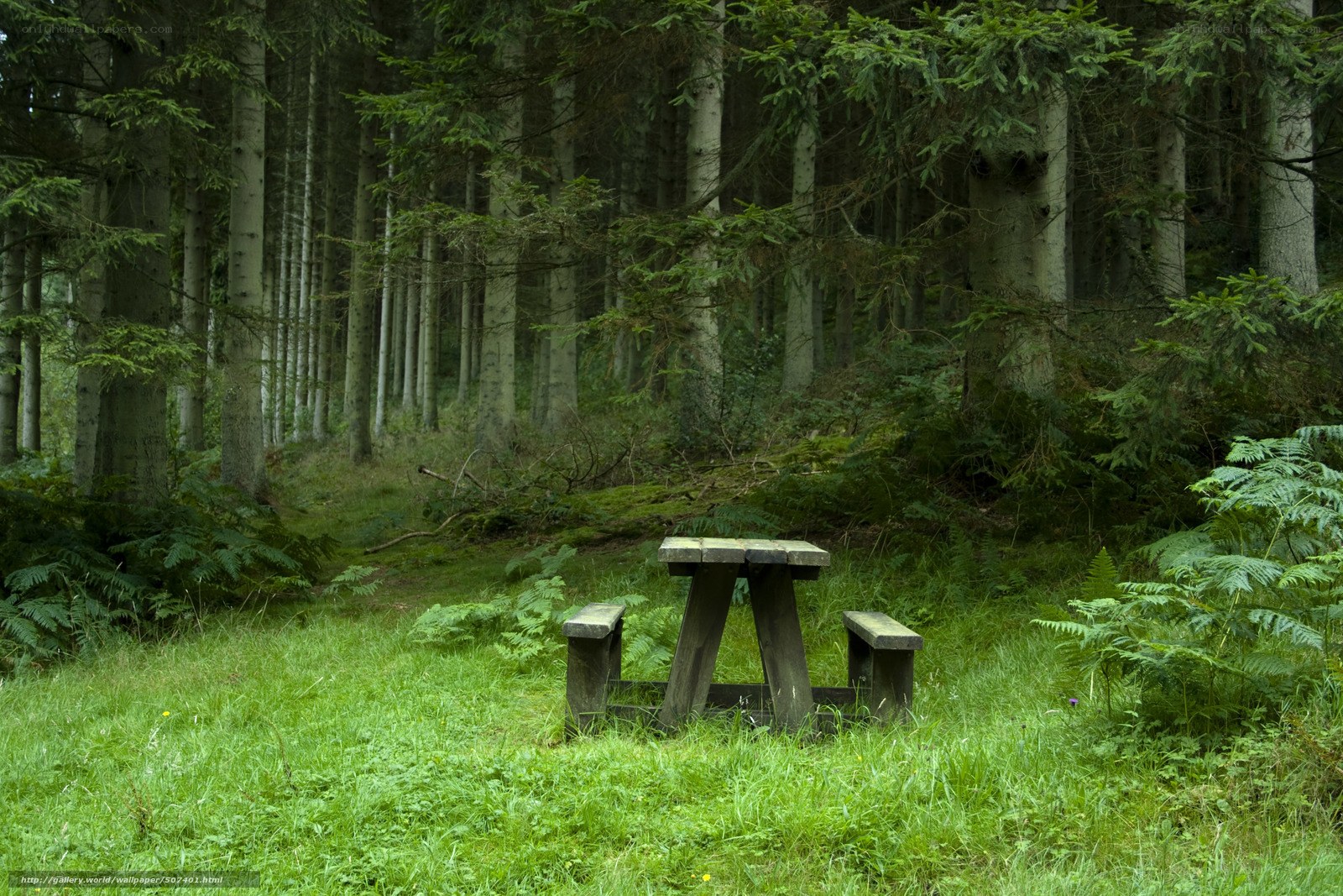 Wooden table in forest clearing