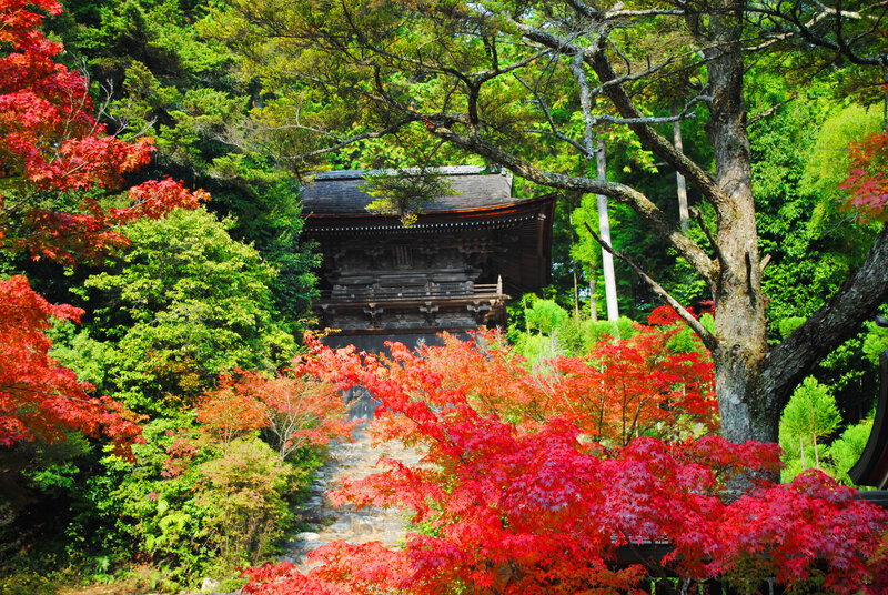 Wooden Temple in Forest — Red