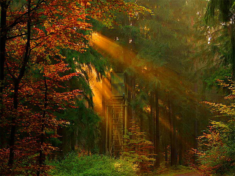Wooden Tower in Forest