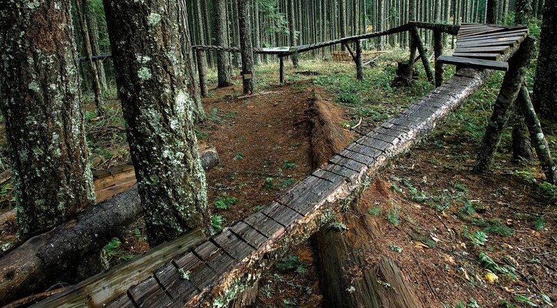 Wooden trail in forest