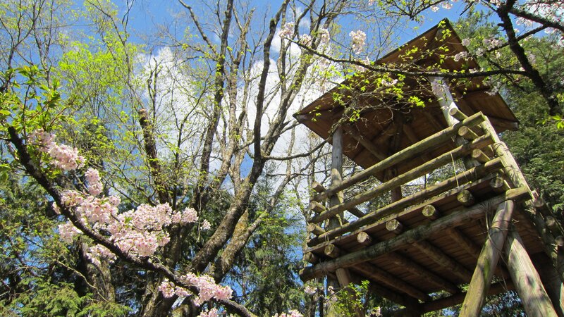 Wooden Treehouse in Cherry Blossoms