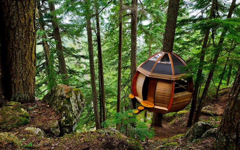 Wooden Treehouse in Forest — Green, Serene, Afternoon, Photograph, Trees